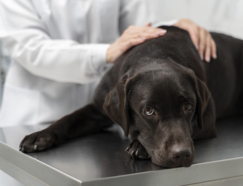 Veterinaria aggredita dal cane che stava visitando: no al risarcimento